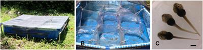 Phenotypic Variation Through Ontogeny: Thyroid Axis Disruption During Larval Development in the Frog Pleurodema borellii